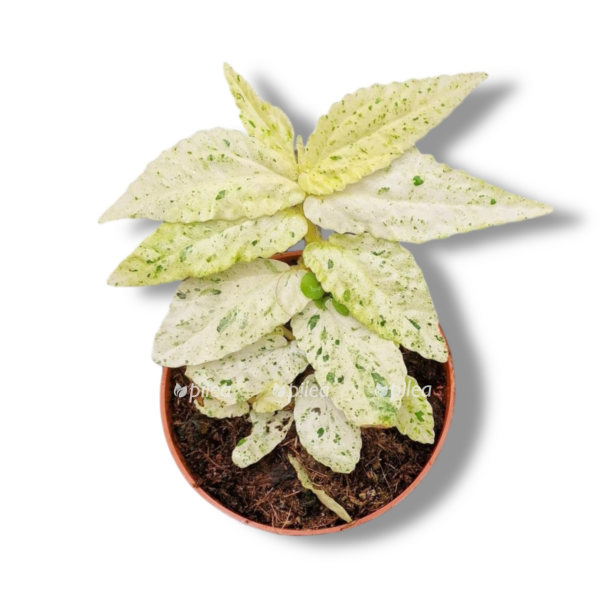 pellionia repens variegata e1758346008656