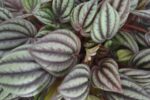 peperomia albovittata piccola banda 742x495 1