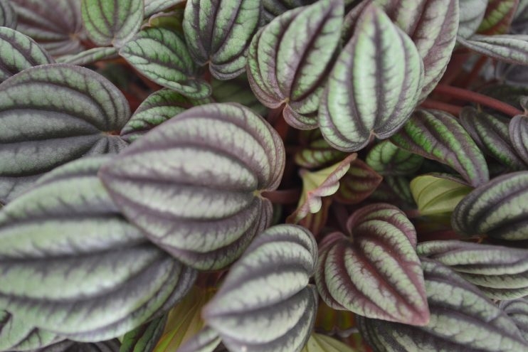 peperomia albovittata piccola banda 742x495 1