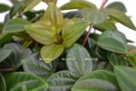 peperomia angulata rocca scuro 742x495 1