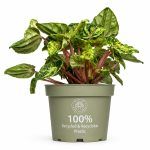 peperomia buenos aires