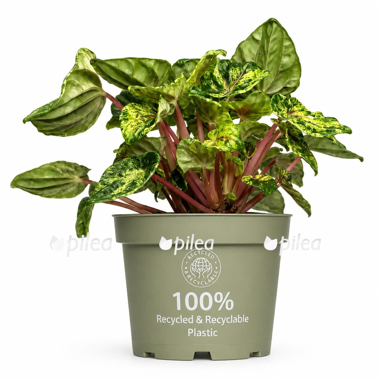 peperomia buenos aires