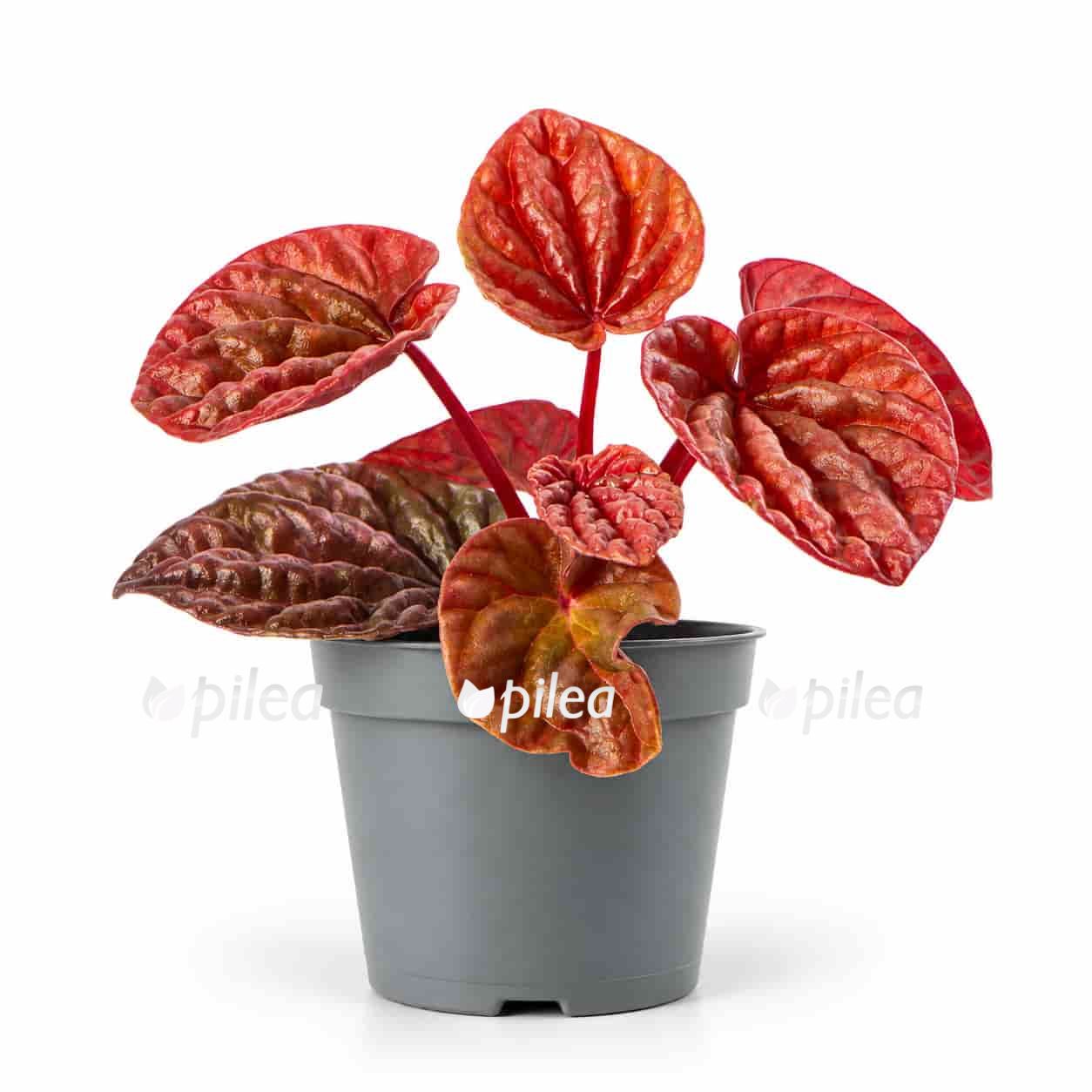 peperomia caperata cuito 1