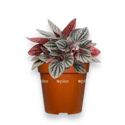 peperomia caracas e1744343959811