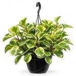 peperomia golden gate