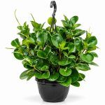 peperomia green 1