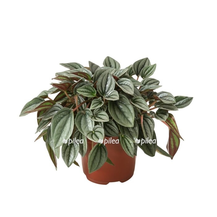 peperomia napoli nights e1682015617198