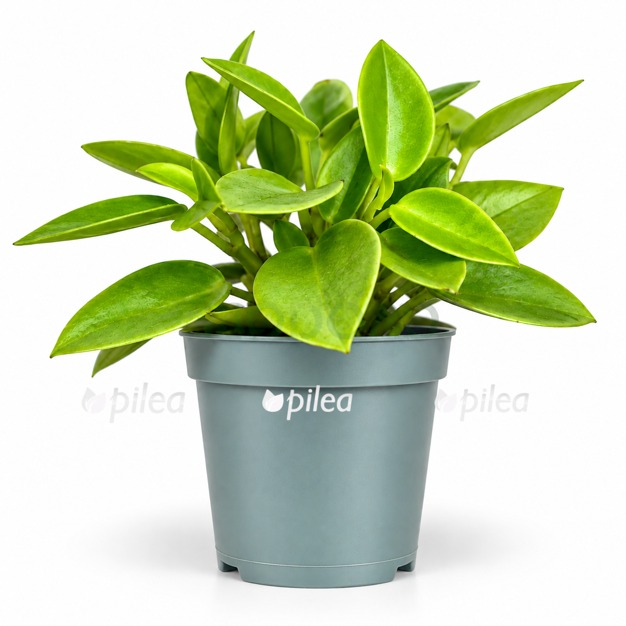 peperomia pixie lime