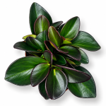 peperomia red margin
