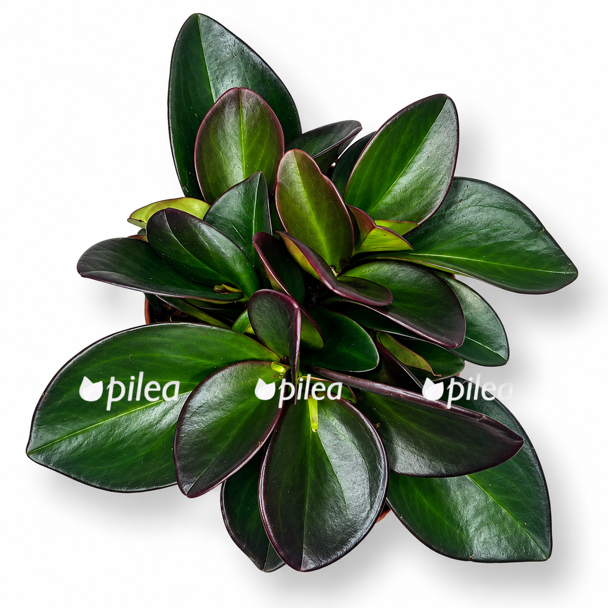 peperomia red margin