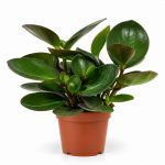 peperomia red margin