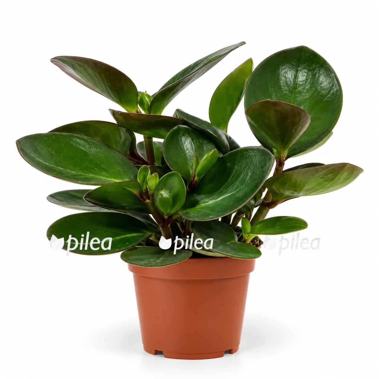 peperomia red margin