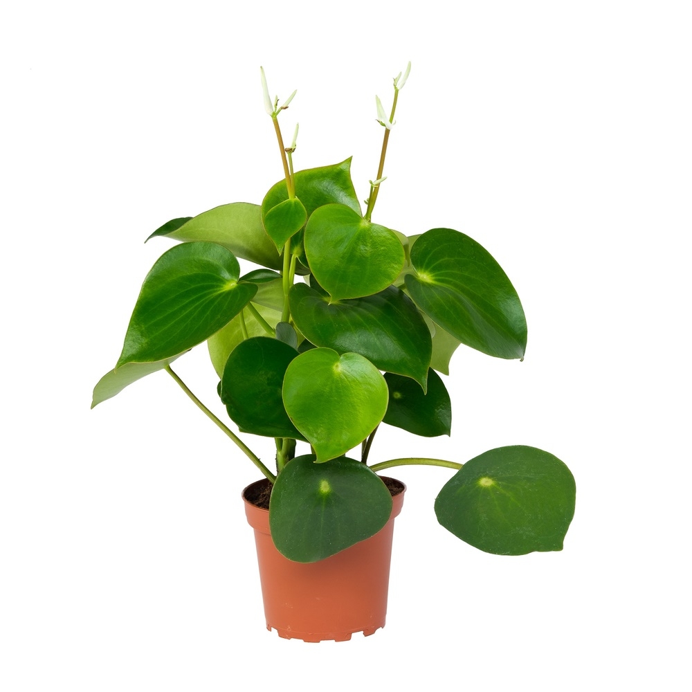 peperomija polibotrija rjejndrop