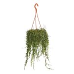 peperomija prostrata 1