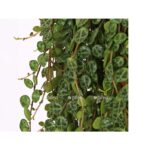 peperomija prostrata