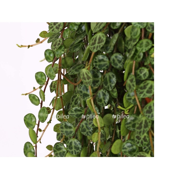 peperomija prostrata