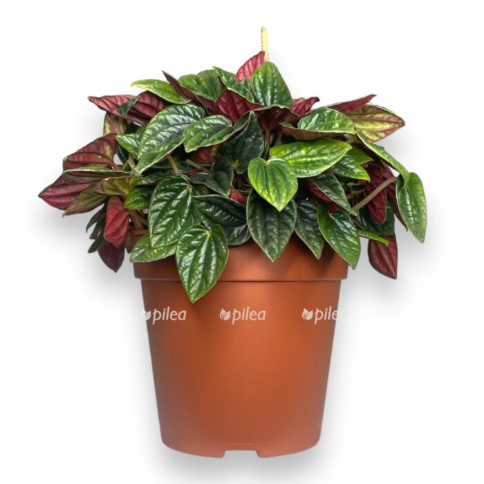 peperomiya amazonas e1712609255359