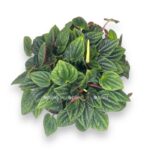 peperomiya amazonas e1712609277938