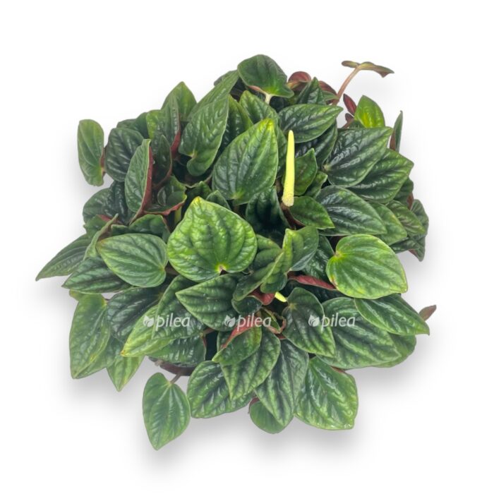 peperomiya amazonas e1712609277938