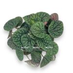 peperomiya babbl grin e1722951911360