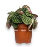 peperomiya babbl grin e1722951917256