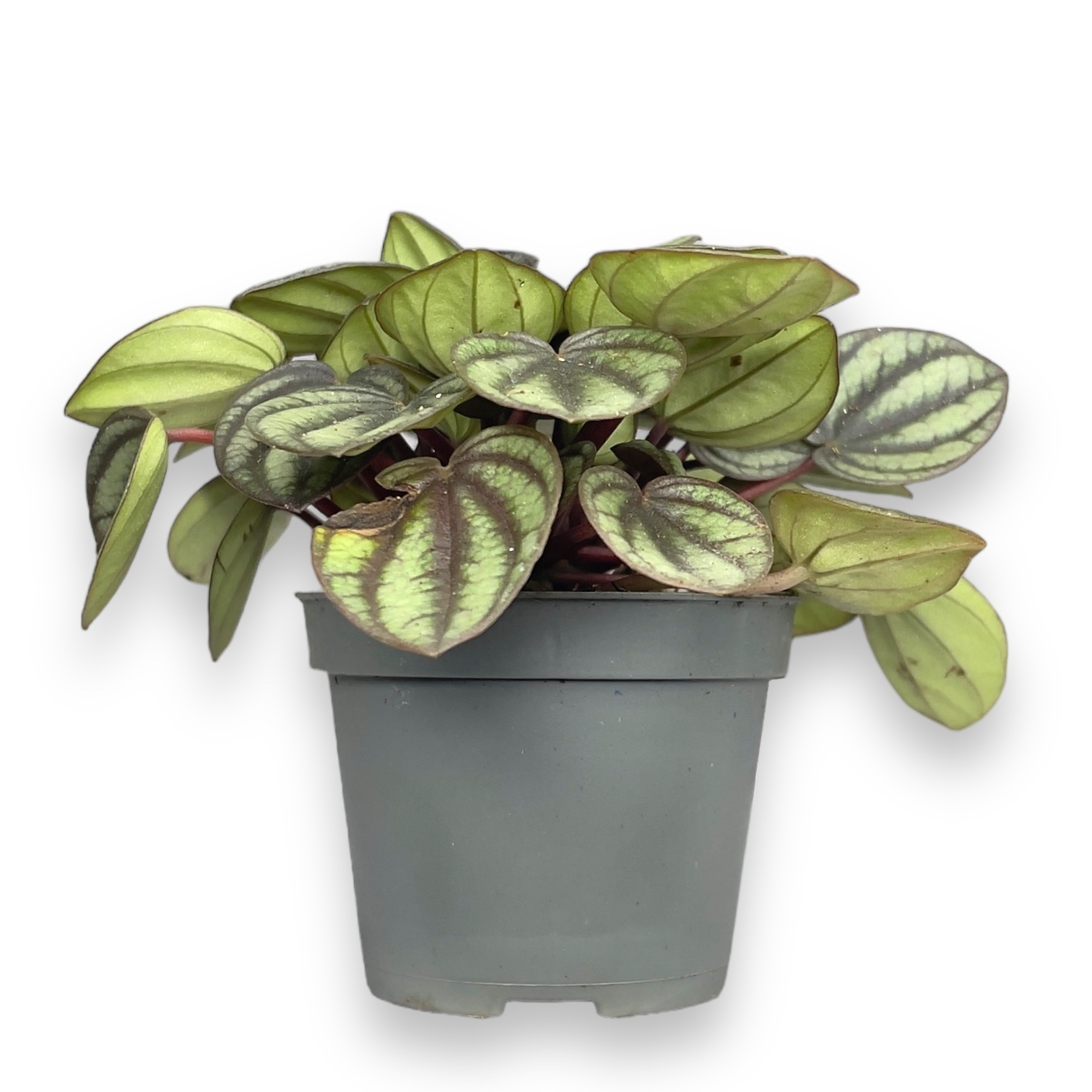 peperomiya bambino pikkolo banda