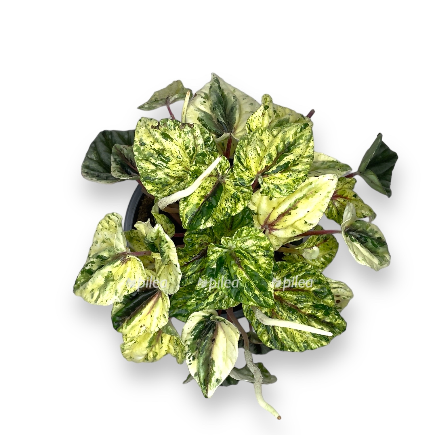 peperomiya buenos ajres 2