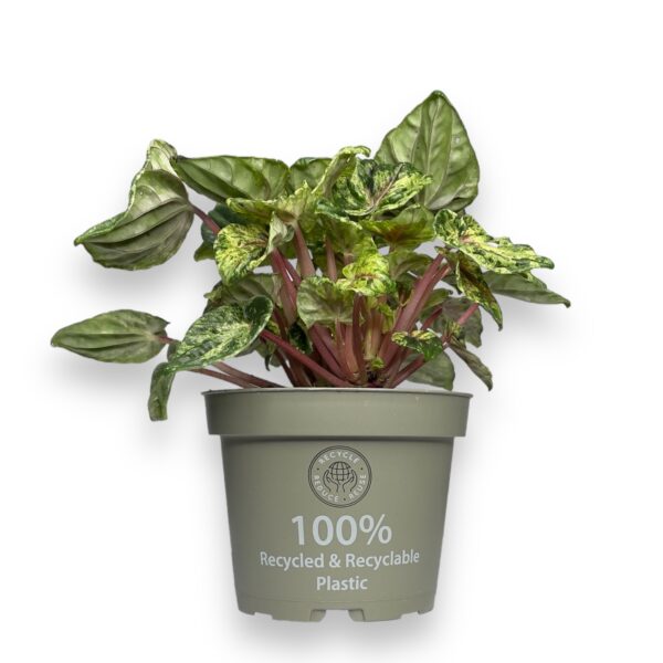 peperomiya buenos ajres e1768203758753