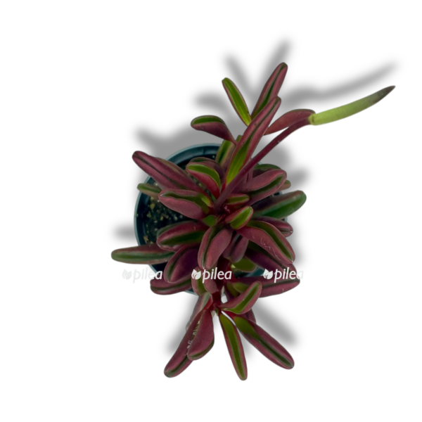 peperomiya graveolens e1757005932200