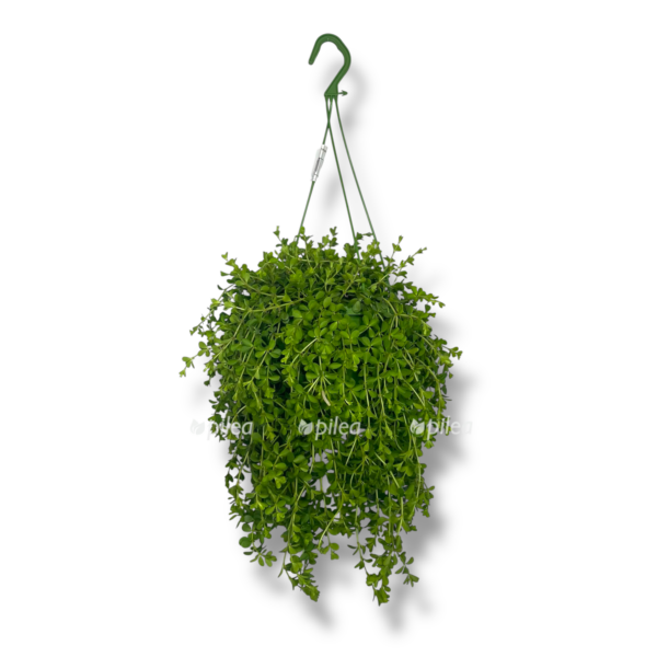 peperomiya izabella podvesnaya e1757007303427