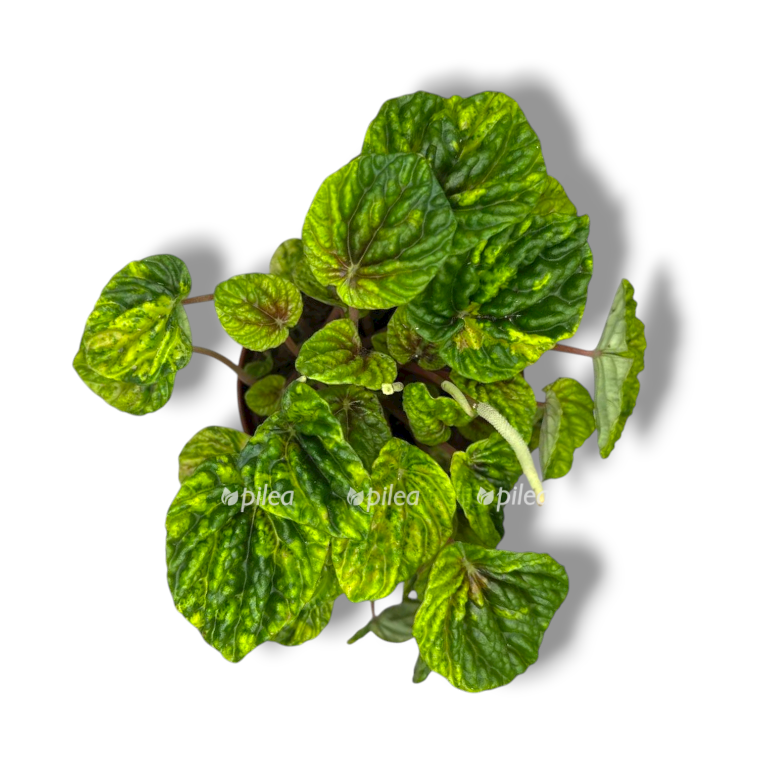 peperomiya kandora monet