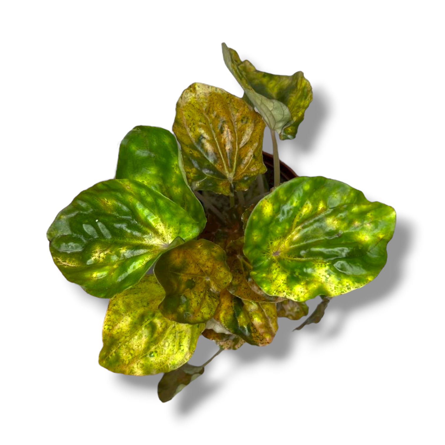 peperomiya kandora pikasso