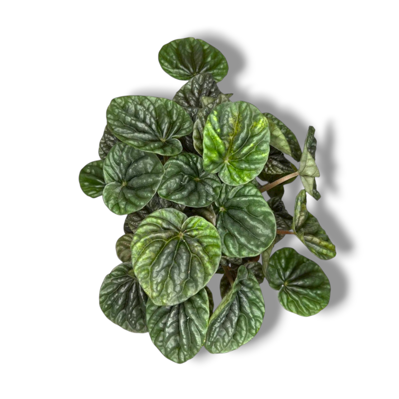 peperomiya kandora varmer