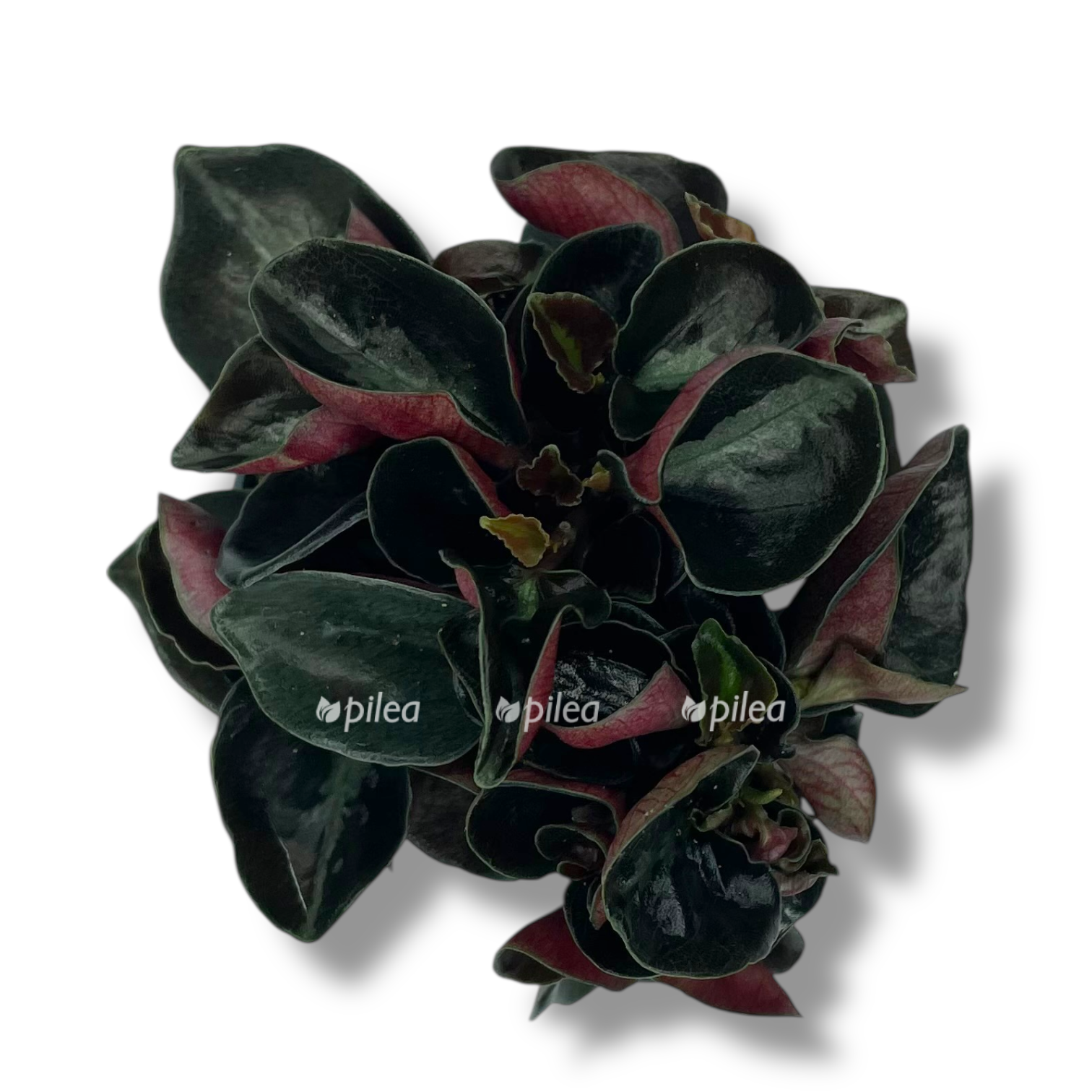 peperomiya kolumbiana