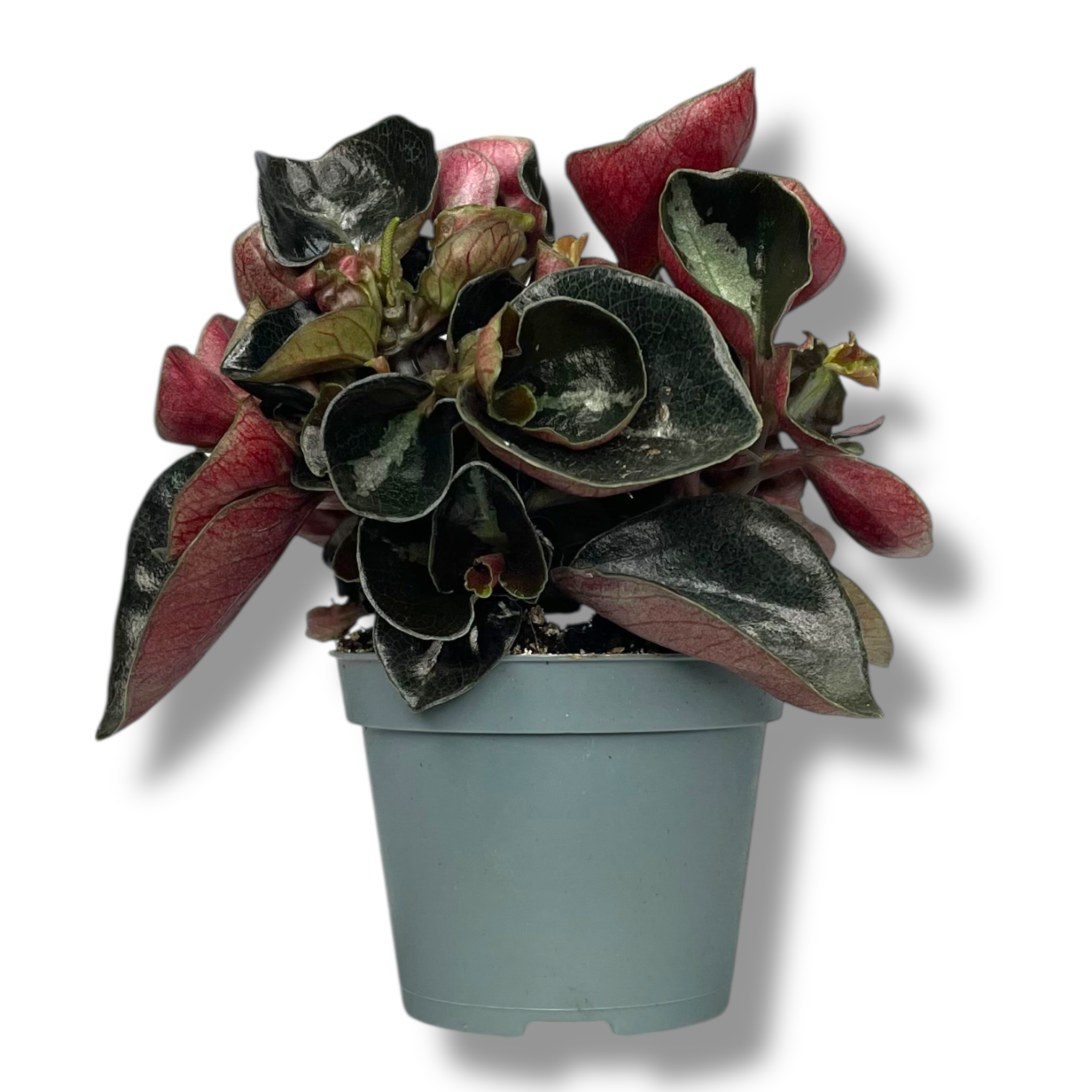 peperomiya kolumbiana