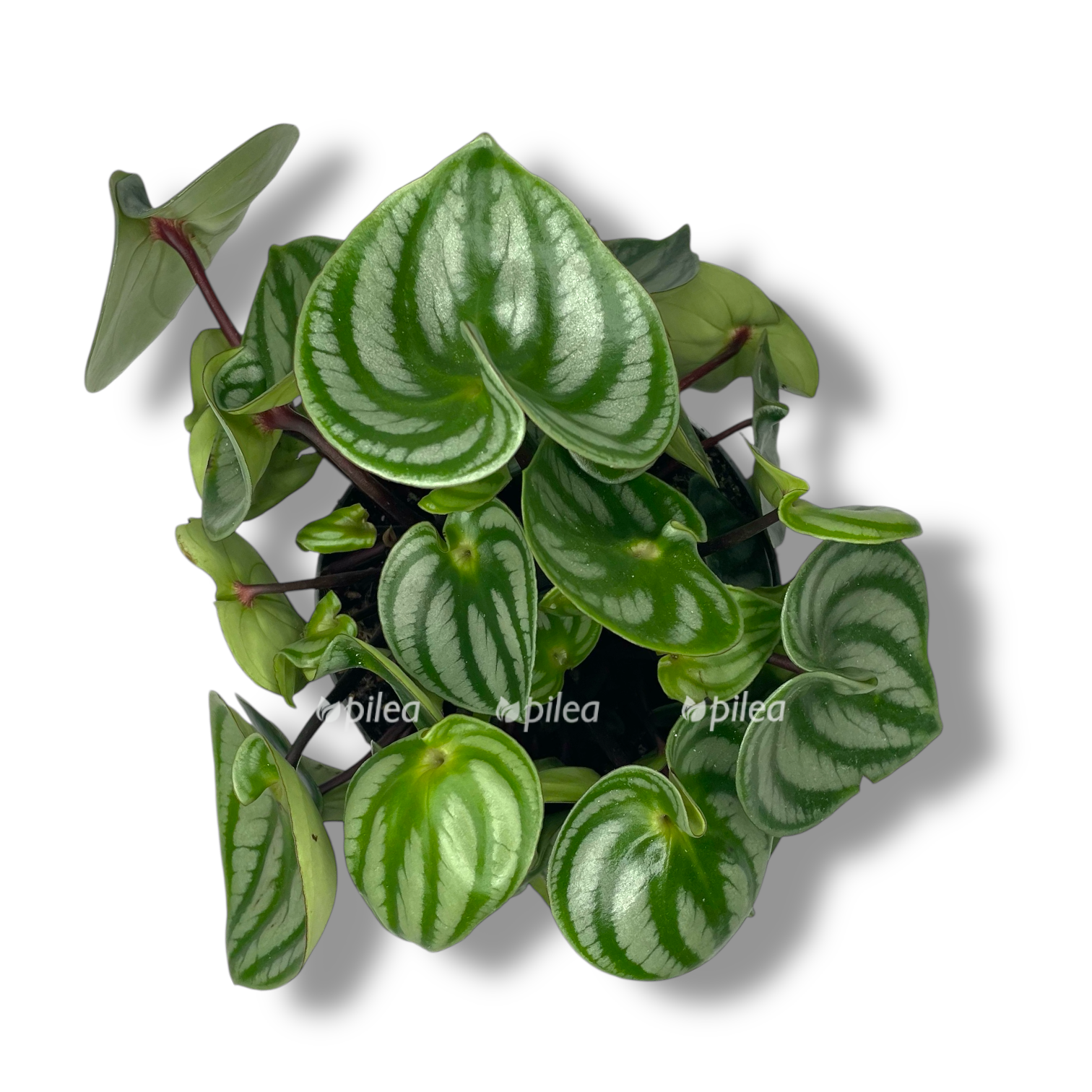 peperomiya kosta rika