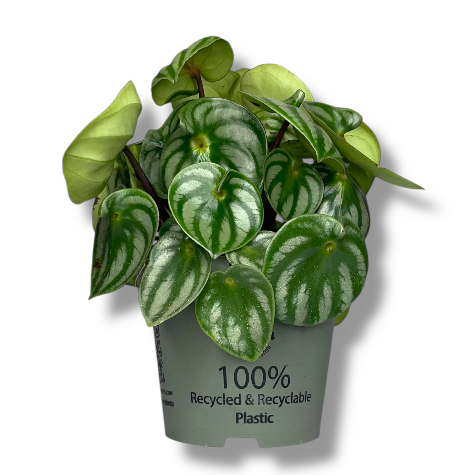 peperomiya kosta rika