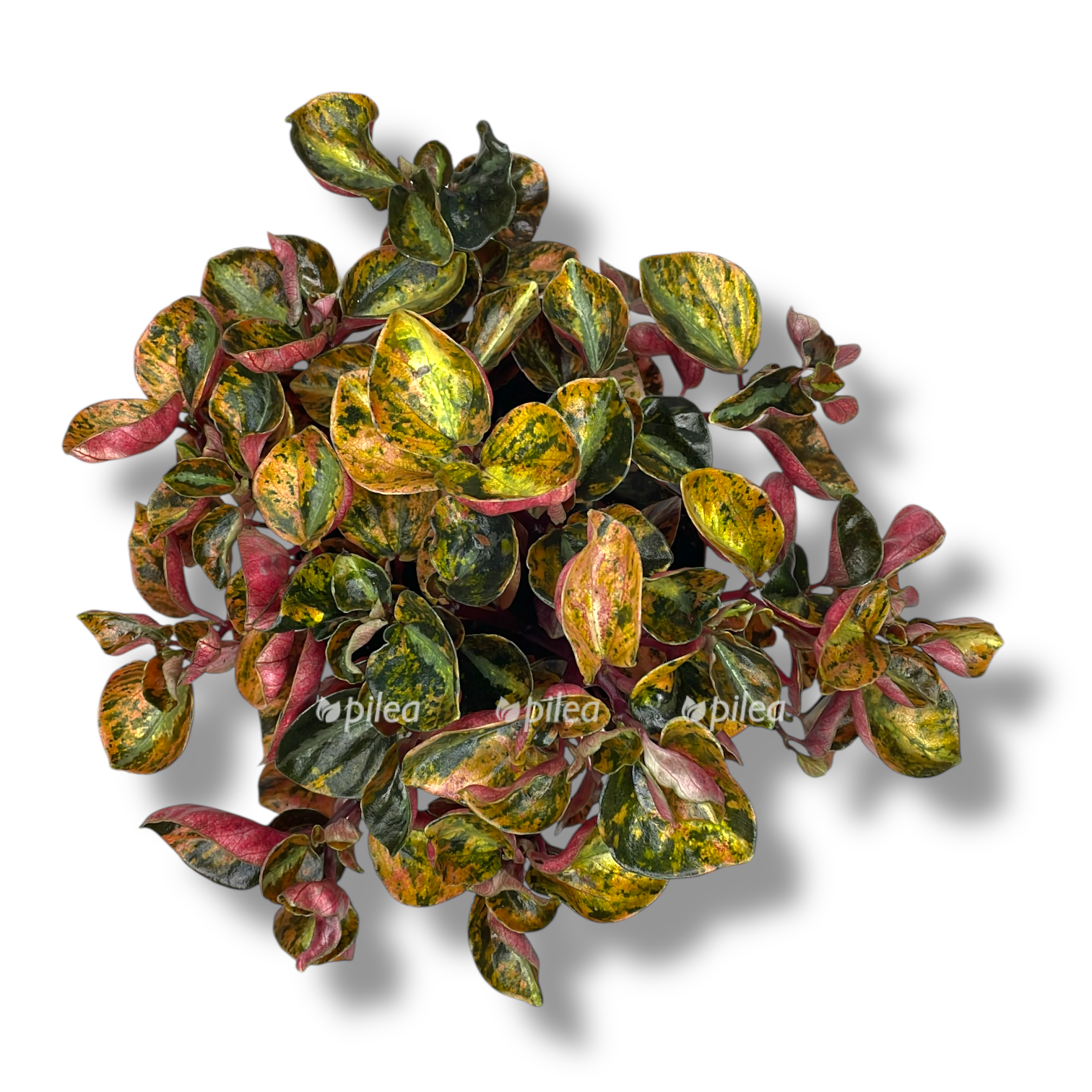 peperomiya krem bryule