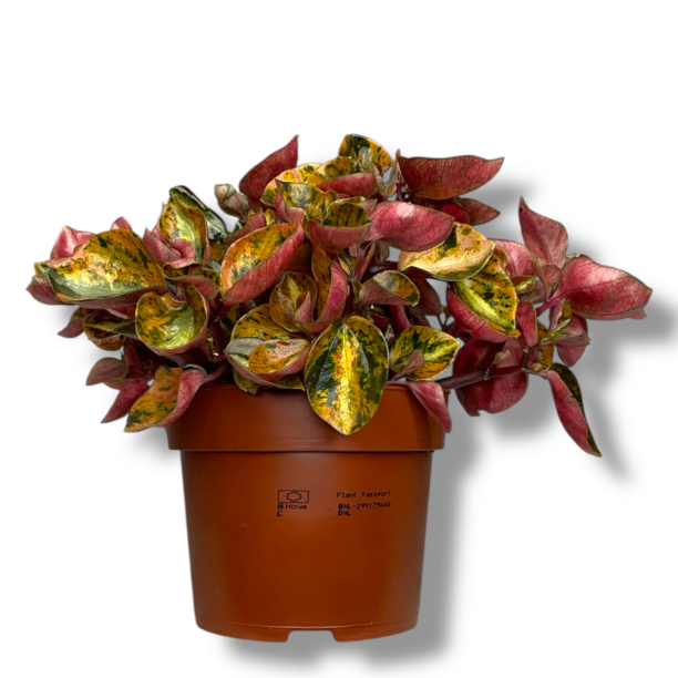 peperomiya krem bryule e1773168990384