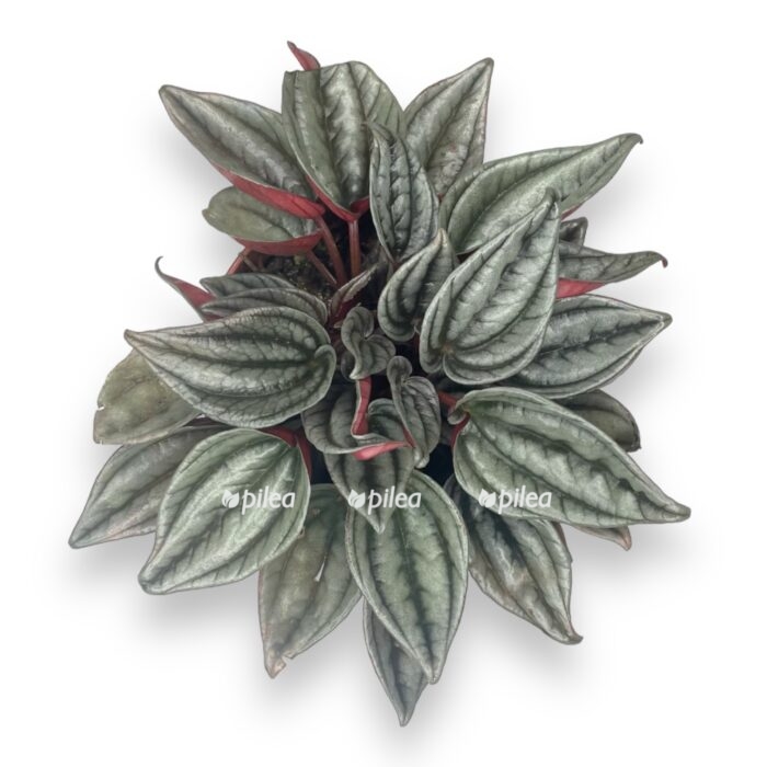 peperomiya mendoza e1712609533422