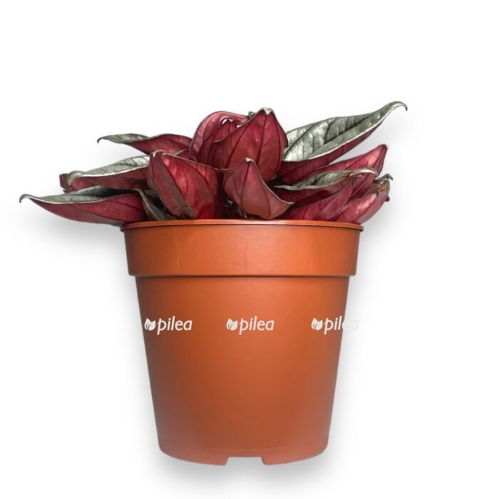 peperomiya mendoza e1712609541147