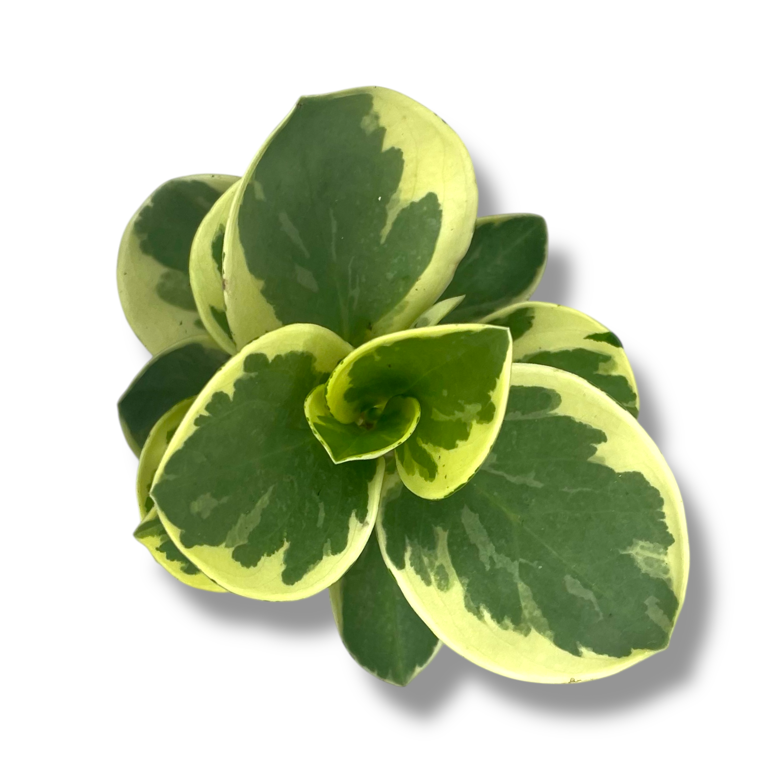 peperomiya obtipan bikolor