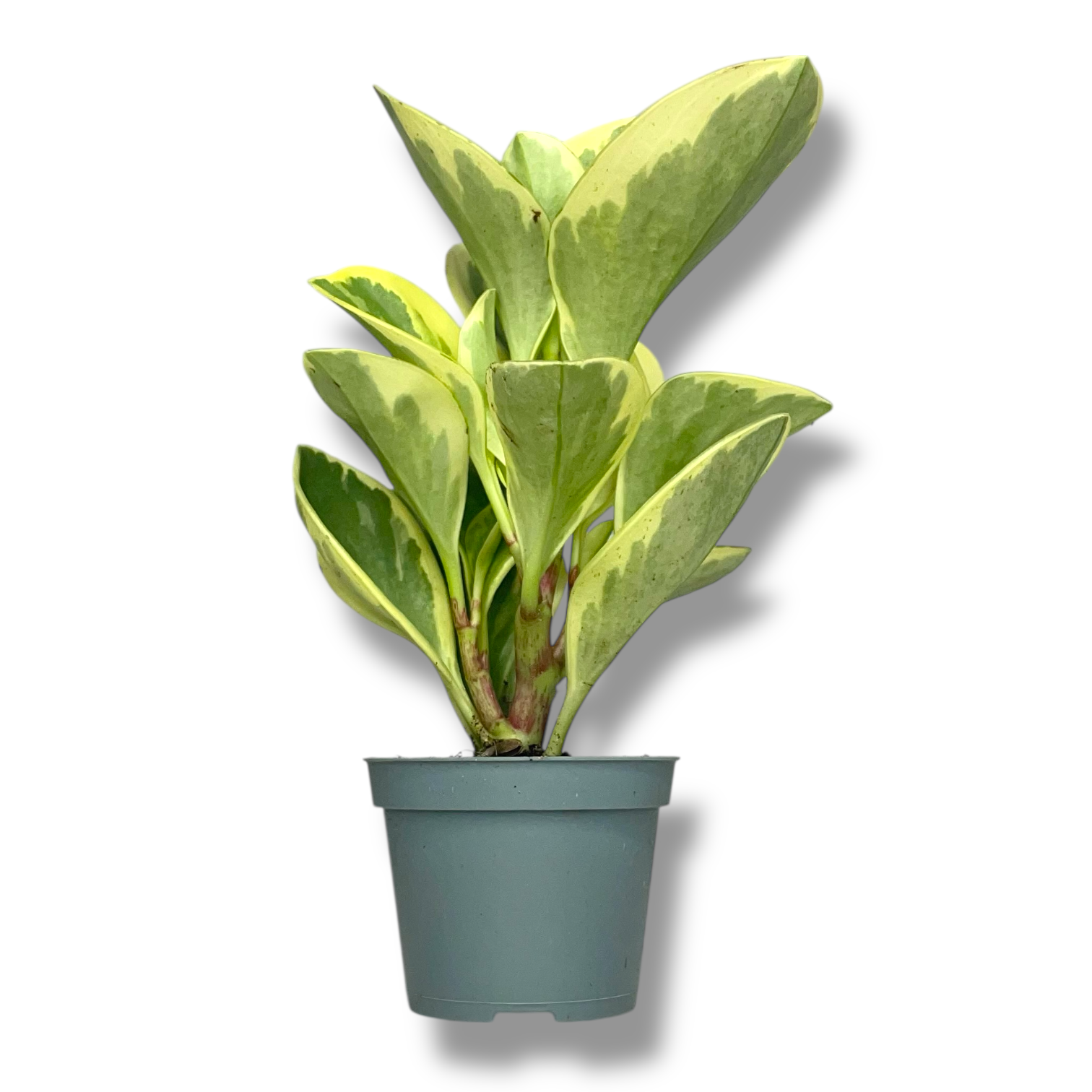 peperomiya obtipan bikolor 1 1