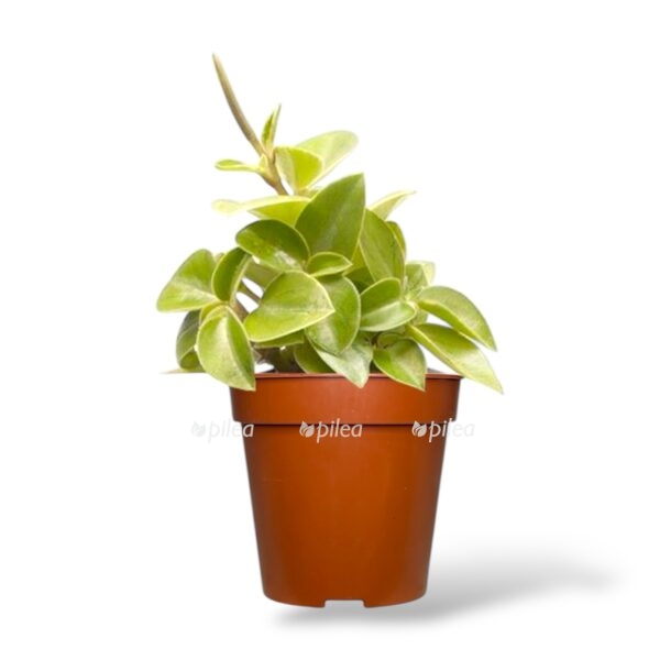 peperomiya piksi lajm e1740974968798