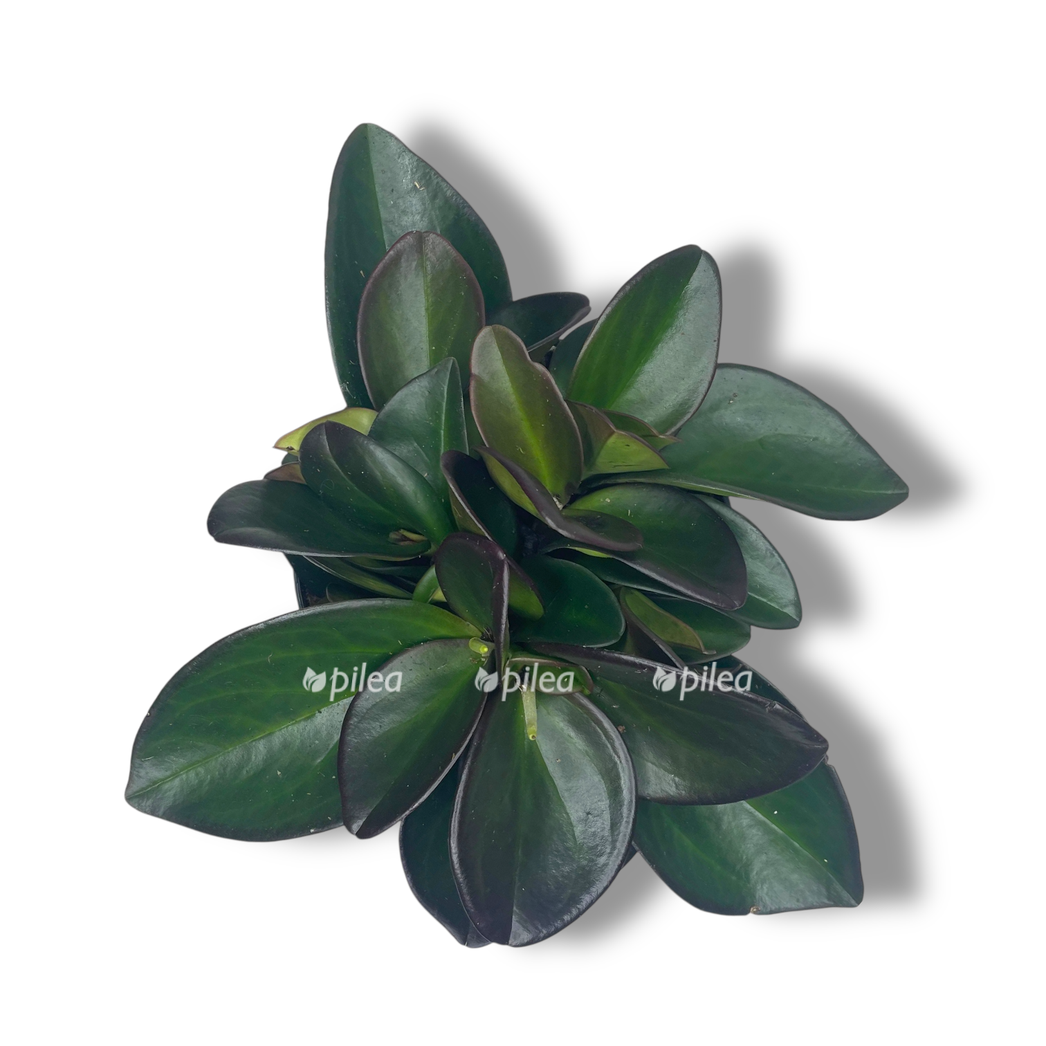 peperomiya red margin