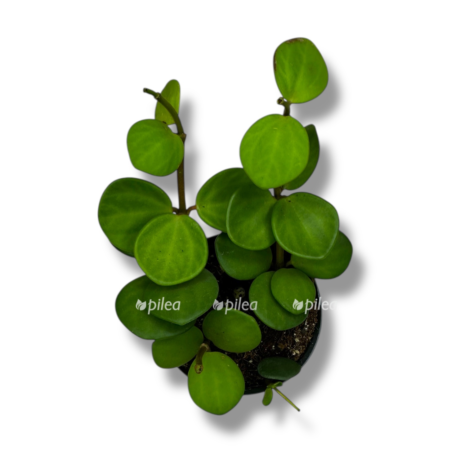 peperomiya tetrafilla houp