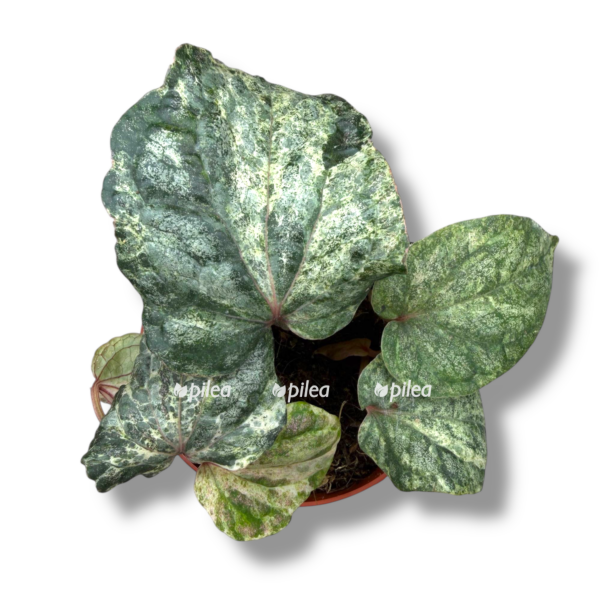 perec silvatikum lesnoj variegata e1765644676511