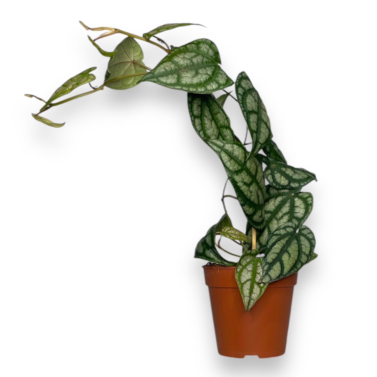 perec silvatikum lesnoj