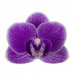 phal. violet queen 17 800x800 800x800 1