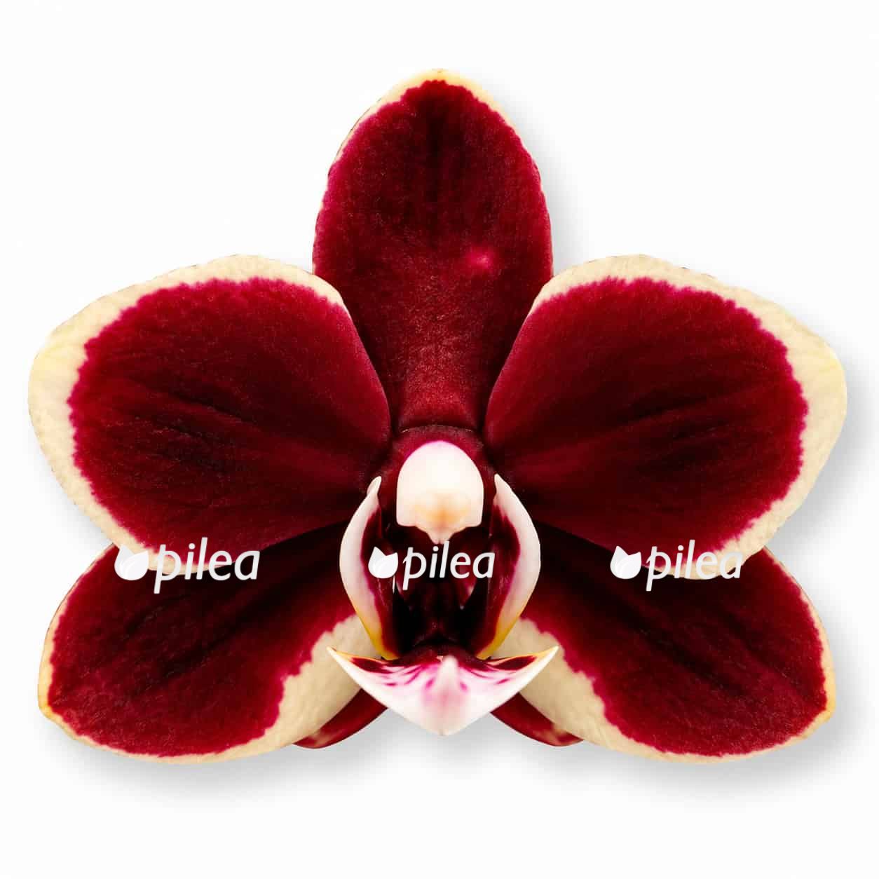 phalaenopsis banana chocolate